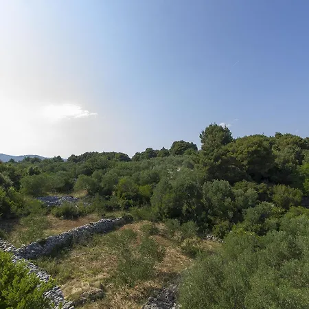 Olea * Λομπάρδα