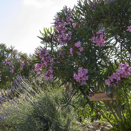 Διαμέρισμα Olea *